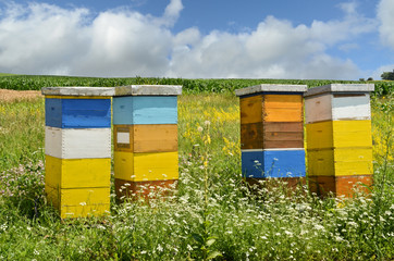 Beehives