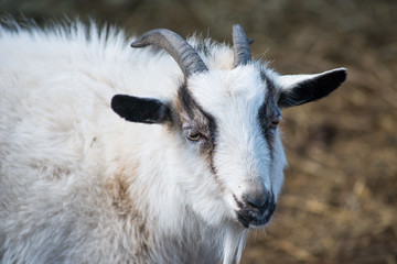 white goat looks out from behind a wooden door