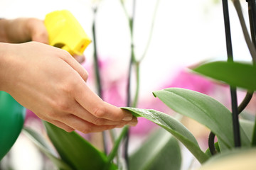 Woman hands with sprayer, sprayed on flower leaves, take care of plants