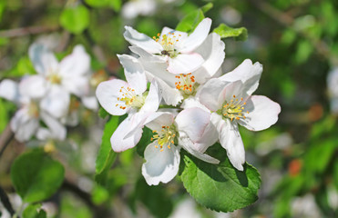 Apple blossom in the spring