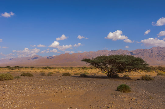 Single Acacia Tortilis tree in the desert landscape of the Arava, with the Edom Mountains towering in the background on a partly cloudy day.