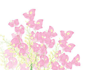 pink bougainvillea flowers  for object or background