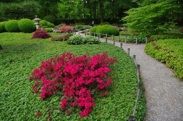 Fototapeta premium leuchtend rot blühende Azalee im Frühling mit Laterne im japanischen Garten Augsburg