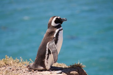 Pinguini di Magallanes -  Puerto Madryn