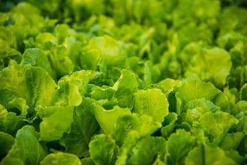Cabbage green background