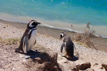 Fototapeta premium Pinguini di Magallanes - Puerto Madryn