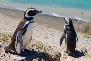 Pinguini di Magallanes -  Puerto Madryn