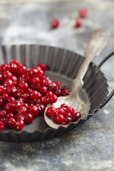 Lingonberry