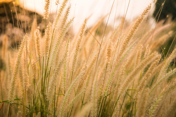 Grass flowers background