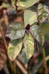 Pseuderanthemum atropurpureum plants in nature garden