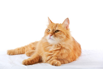 Ginger cat isolated on white