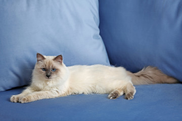 Siamese cat resting on blue sofa indoors