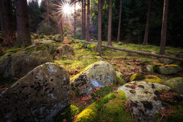 Frühlingssonne im Harz, Wald mit Moos und Steinen