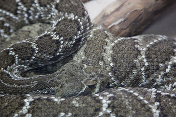 Patterns of Poisen, Beauty of a Rattlesnake