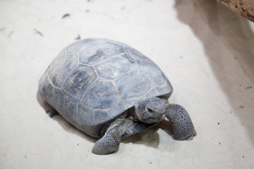 Turtle crawling