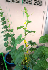 Melons Tree planted in the vertical direction.