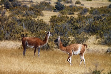 Lama in natura