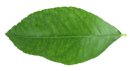 Fototapeta na wymiar Green citrus leaf isolated on white