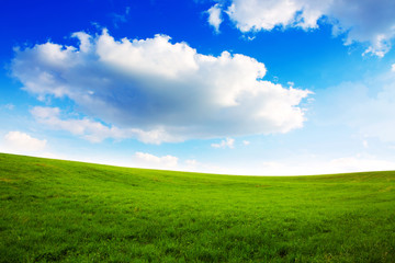 Fototapeta na wymiar Summer landscape with green grass and blue sky.