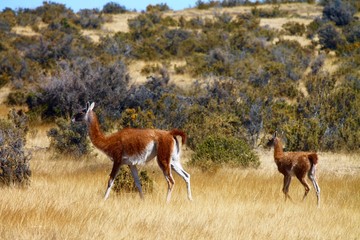 Lama in natura
