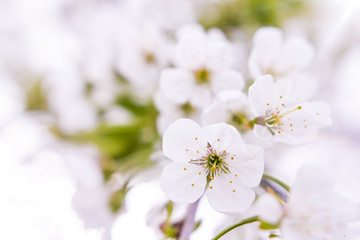 cherry blosson flower detail