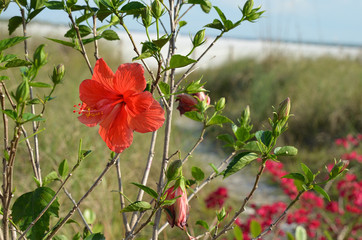 Hibiskus am Strand © Matthias Rickli