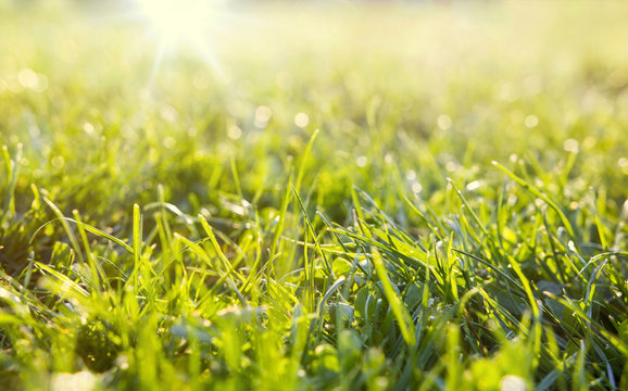 green grass with sun rays, empty space