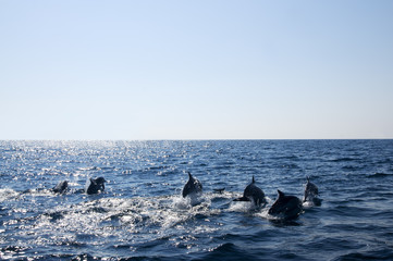 Dolphins in the open sea