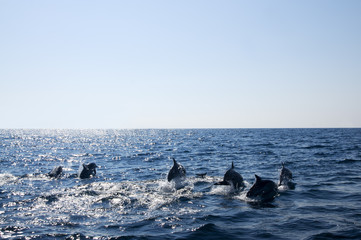 Obraz premium Dolphins in the open sea