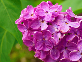 Lilac flowers close up background