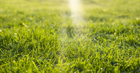 green grass with sun rays, empty space