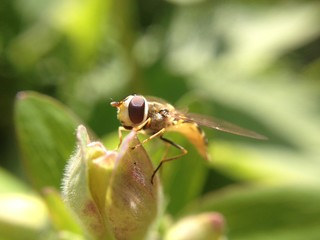 Hover fly on a flower