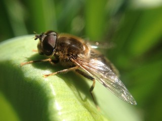 Bee on a leaf