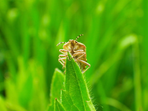Bug macro , spring nature background