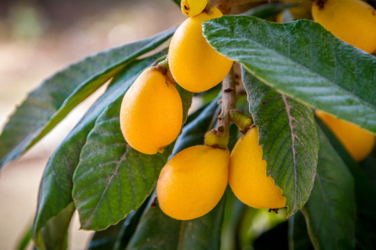 The loquat or Eriobotrya japonica with yellow fruits, Japanese plum