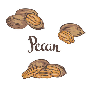Dried Pecan nuts isolated on a white background. Vector illustration.