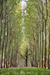 rows of cultivated poplar trees, with dark tree in center