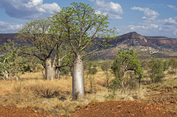 Baobab in der Kimberley Region