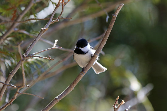M&eacute;sange &agrave; t&ecirc;te noire