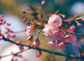 Obraz premium Spring pink blossom tree, close-up.