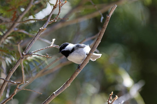 M&eacute;sange &agrave; t&ecirc;te noire