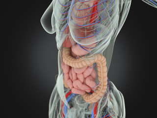 Female human anatomy, torso showing intestines. 3D Illustration.