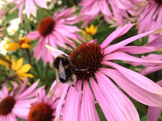 Bee pollinating Echinacea flower