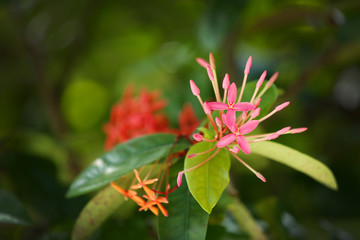 Pink tropical flower ixora.