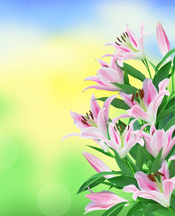 beautiful pink lily over bright nature background