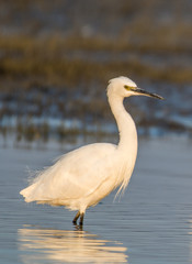 Intermediate Egret standing in the water