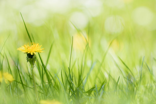 Fototapeta Eine Frühlingswiese mit blühendem Löwenzahn