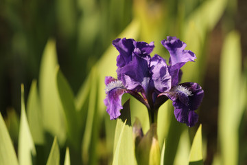 Single purple iris in sunlight