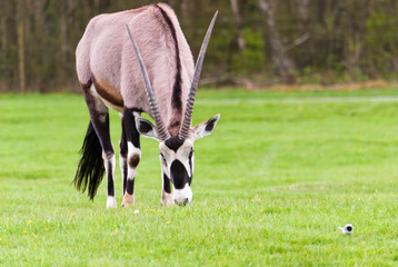 Oryx-Antilope on a lawn and eats grass