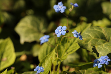 Forget-me-not flowers close up among the ivy leaves in sunlight